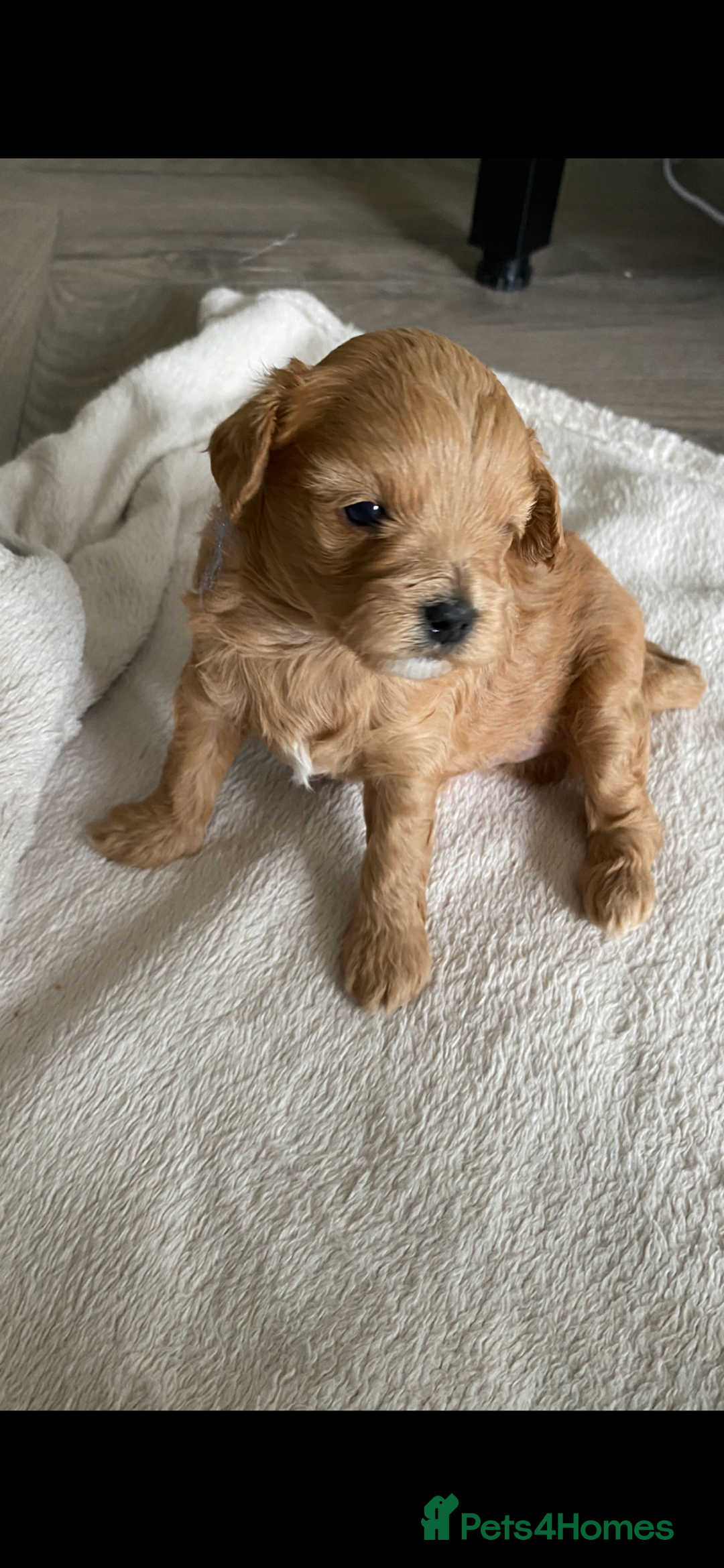 Shihpoo dogs for sale: F1B Toy Poodle 🔥 **READY TO GO** in Glasgow - Image 8
