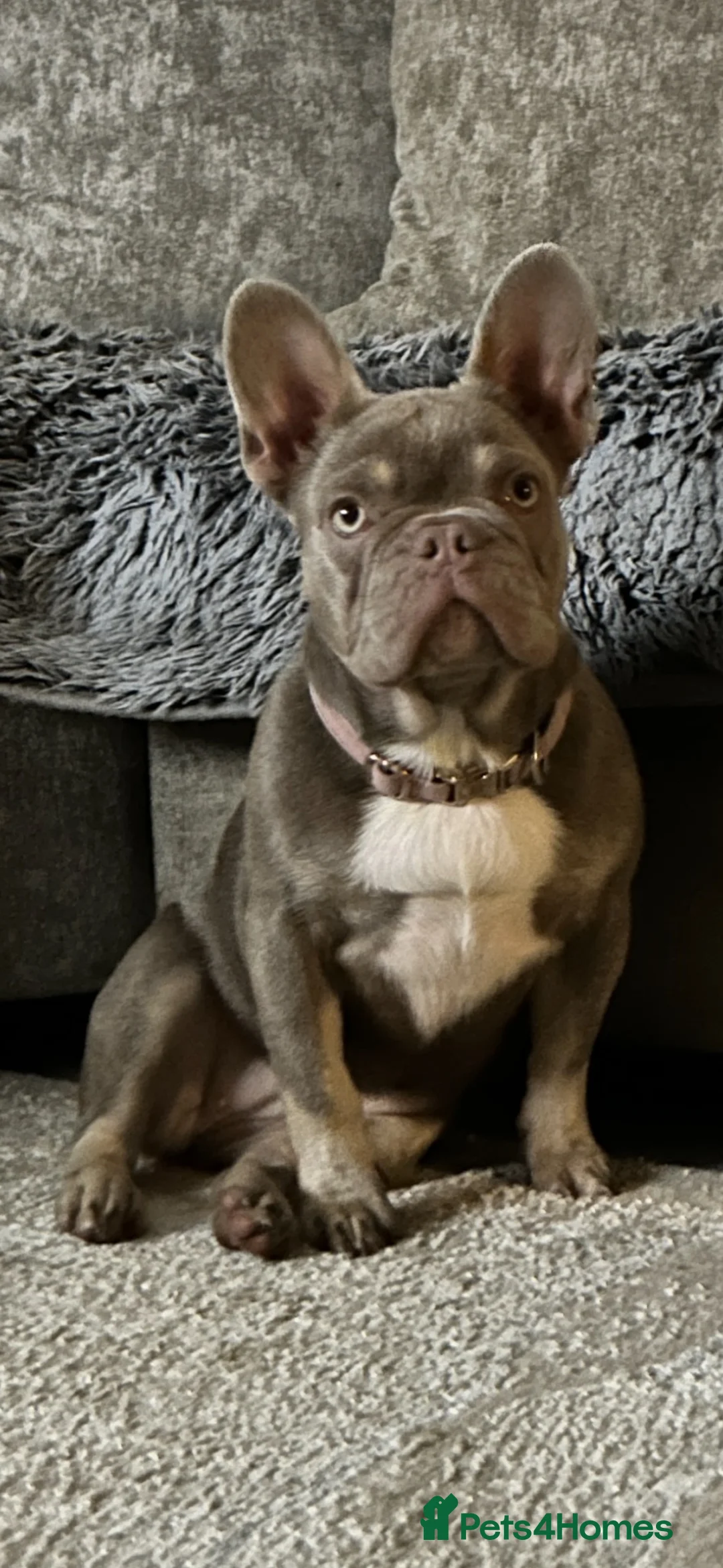 French Bulldog dogs for sale: New shade fluffy French bulldog  - Advert 1