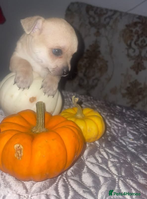 Chihuahua dogs 🌸🩵 𝓟𝒆𝓭𝓲𝓰𝓻𝒆𝒆 𝓬𝓱𝓲𝓱𝓾𝓪𝓱𝓾𝓪𝓼 🩵🌸 - Advert 1