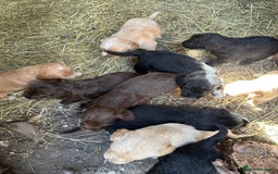 Mixed Breed dogs for sale: Naturally reared pups - Image 18