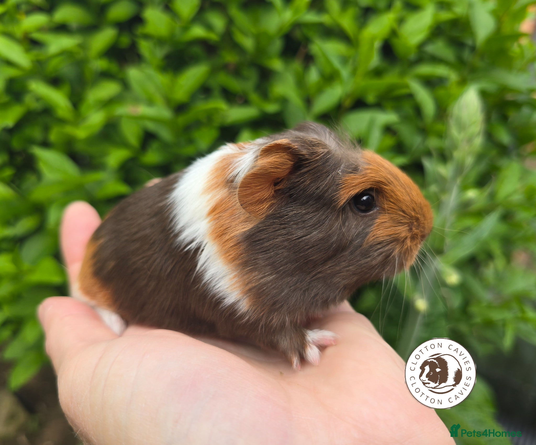 Guinea Pig rodents Gorgeous Baby Guinea Pigs For Sale  - Advert 2