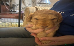 Cockapoo dogs for sale: Beautiful F2 Cockapoo Puppies  - Image 9
