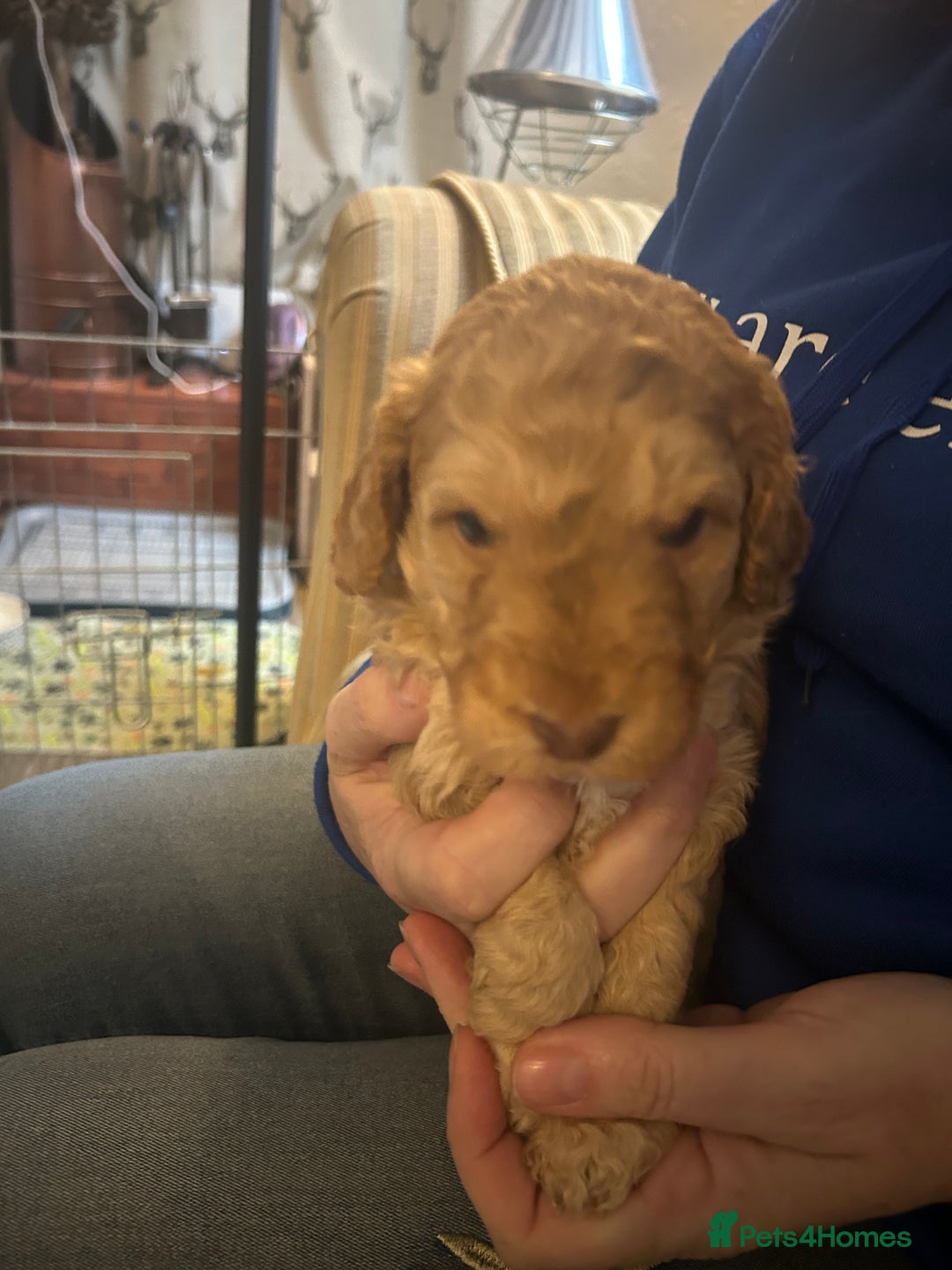 Cockapoo dogs for sale: Beautiful F2 Cockapoo Puppies  - Image 9