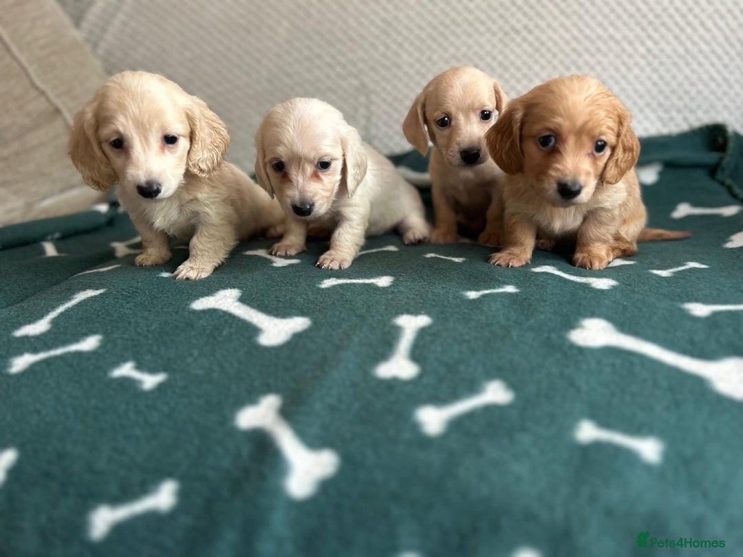 Miniature Dachshund dogs for sale: ***long haired mini dachshunds **** - Image 7