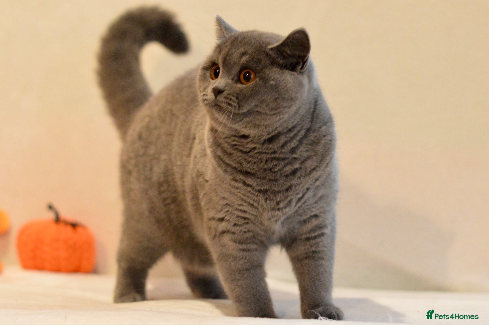 British Shorthair cats for sale: Beautiful paws*GB 😻 - Advert 1