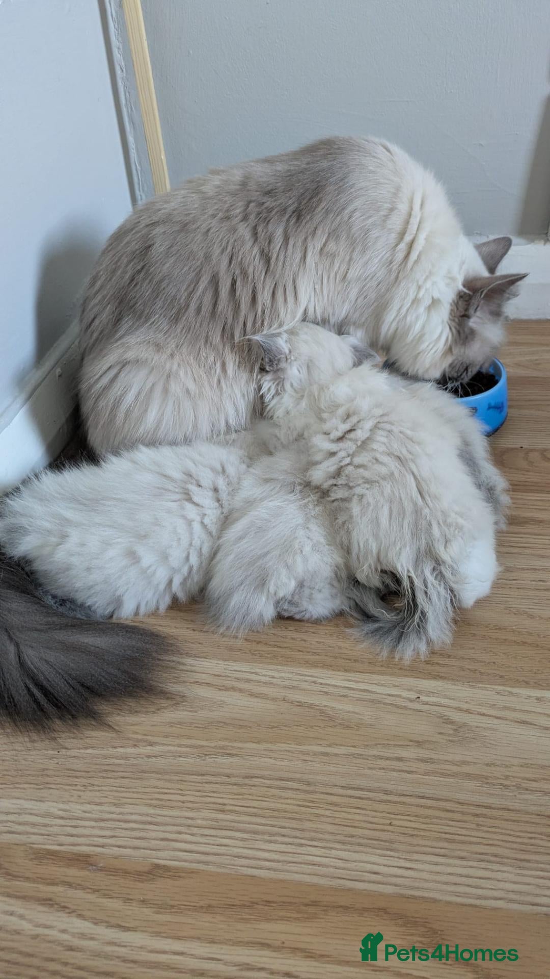 Ragdoll cats Stunning Ragdoll Kittens - TICA Registered  - Advert 2