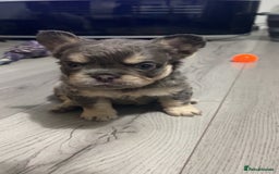 French Bulldog dogs for sale: Beautiful fluffy French bulldogs  - Image 6