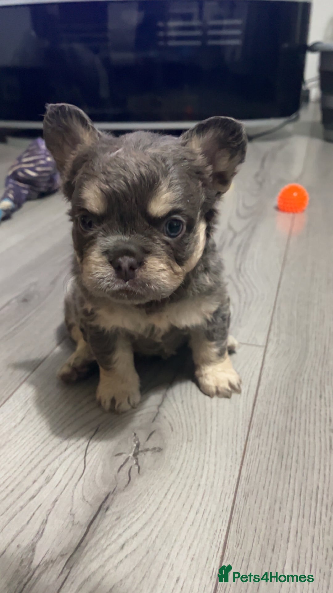 French Bulldog dogs for sale: Beautiful fluffy French bulldogs  - Image 6