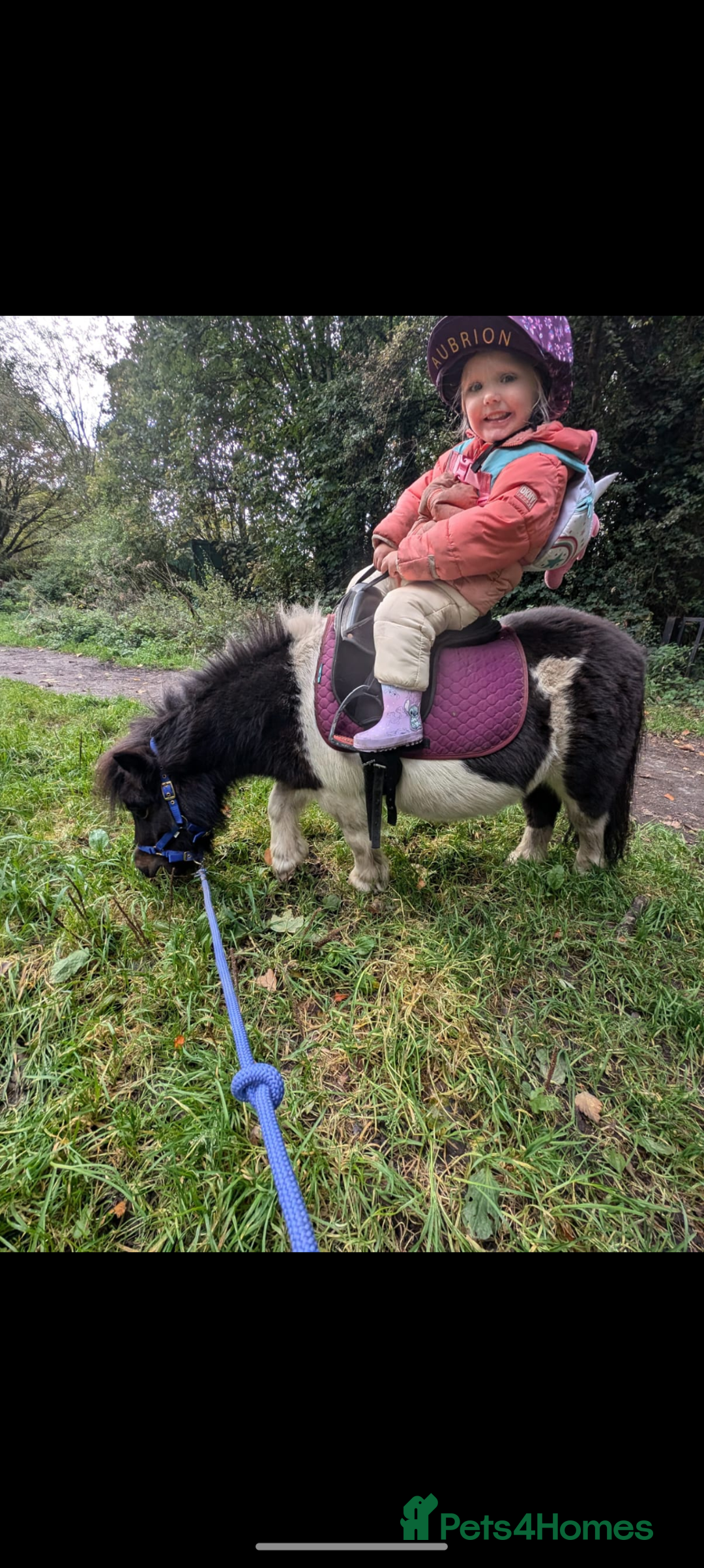 Shetland pony horses for sale: Rocco mini Shetland gelding 8hh - Image 9