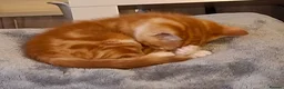 Mixed Breed cats for sale: Rare ginger female kitten - Advert 10