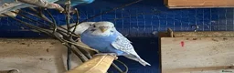 Budgerigars birds for sale: 4 young boy budgies searching for their new homes  - Advert 5