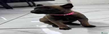 Belgian Shepherd Dog Puppy 7