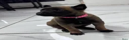 Belgian Shepherd Dog dogs for sale: 8 beautiful babies  - Advert 10