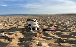 Mixed Breed dogs for sale: Poppy - Image 4