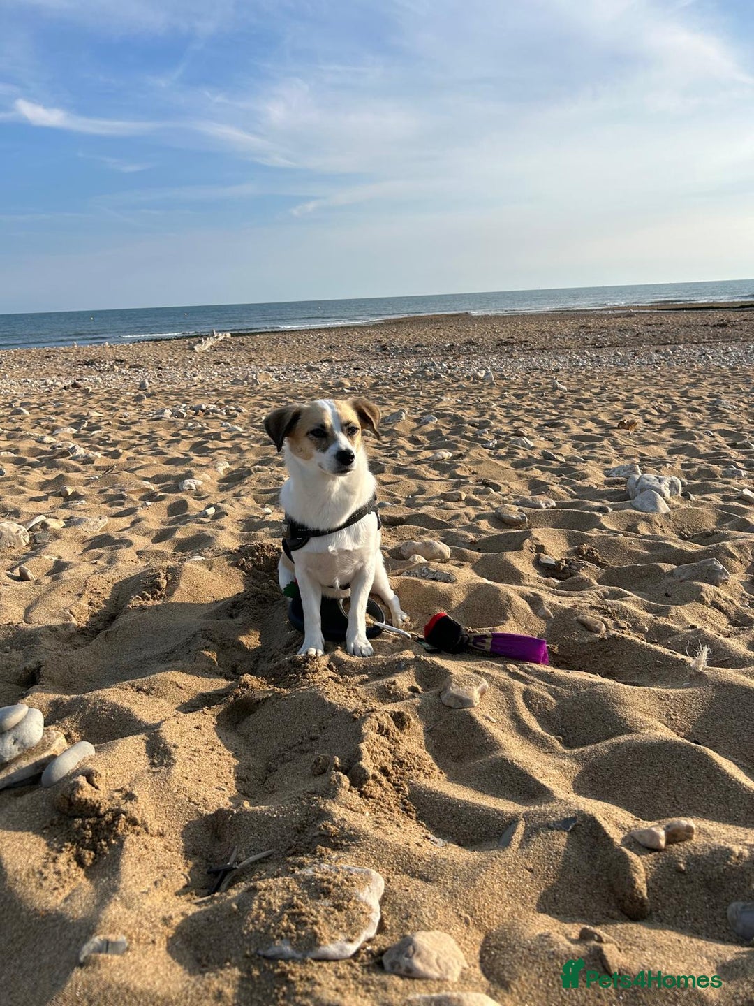 Mixed Breed dogs for sale: Poppy - Image 4