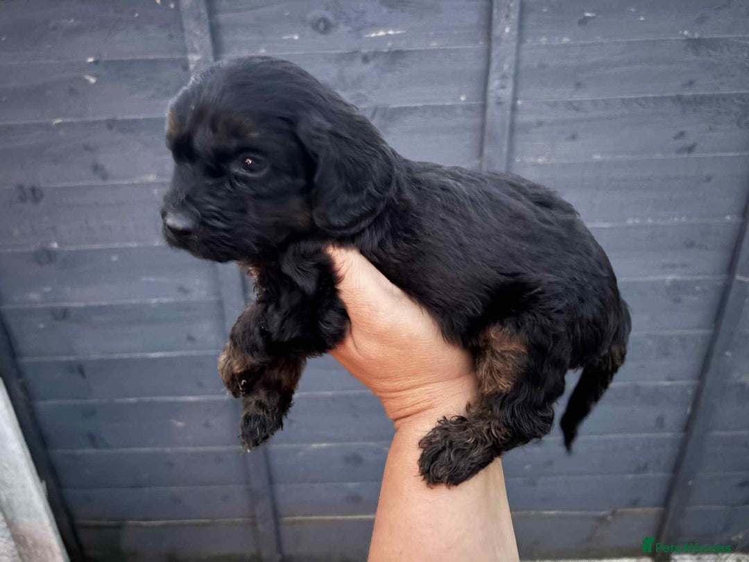 Cockapoo dogs for sale: Beautiful cockerpoo pups for sale - Image 3