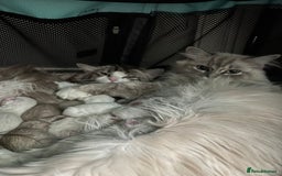 Ragdoll cats for sale: Cherubim Ragdoll Kittens TICA Mink Lynx - Image 24