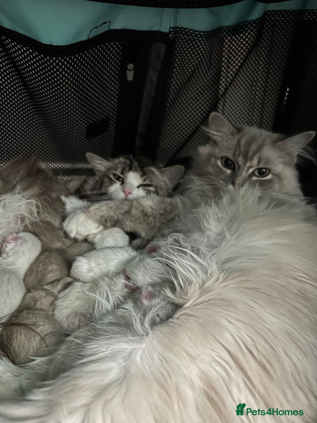 Ragdoll cats for sale: Cherubim Ragdoll Kittens TICA Mink Lynx - Image 24