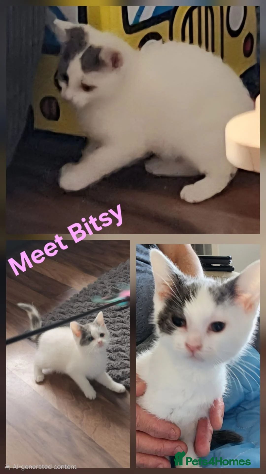 Mixed Breed cats Kittens (Rescue)  - Advert 2