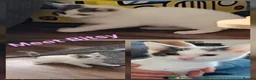 Mixed Breed cats for adoption: Kittens (Rescue)  in Halesowen - Advert 1