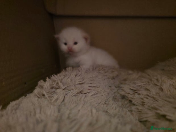 Ragcoon cats - Advert 1