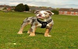 Old Tyme Bulldog dogs for sale: Old tyme bulld foeogi - Image 1