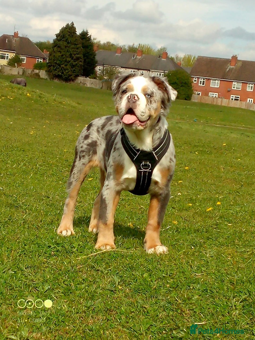 Old Tyme Bulldog dogs for sale: Old tyme bulld foeogi - Image 1