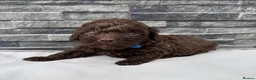 Cockapoo dogs for sale: 🐶 Stunning F1 Chocolate Cockapoo Puppies - Advert 4