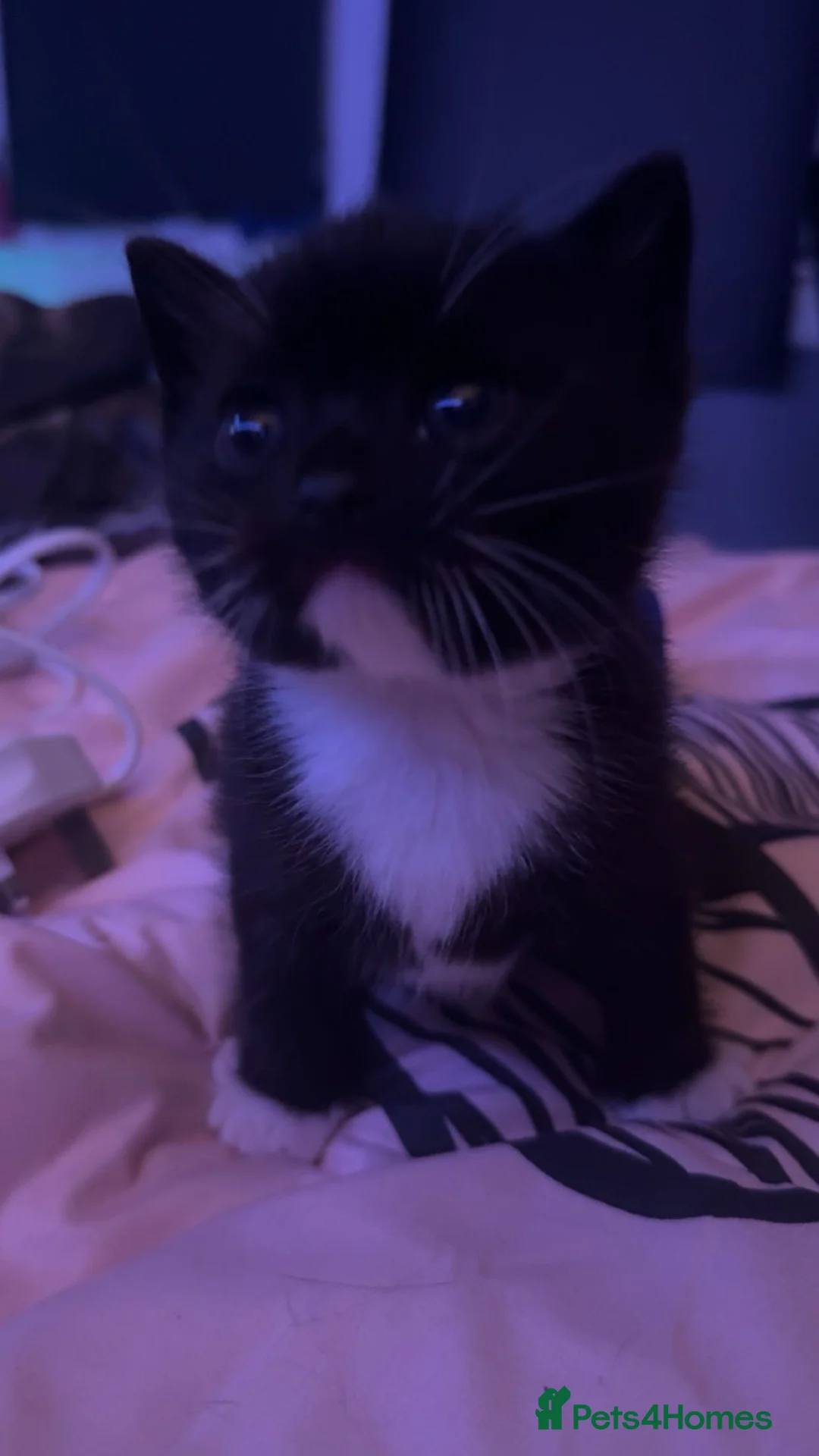 Mixed Breed cats for sale: last tuxedo kitten - Advert 2