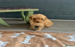 Toy Poodle dogs for sale: Stunning KC reg toy poodles  - Image 4