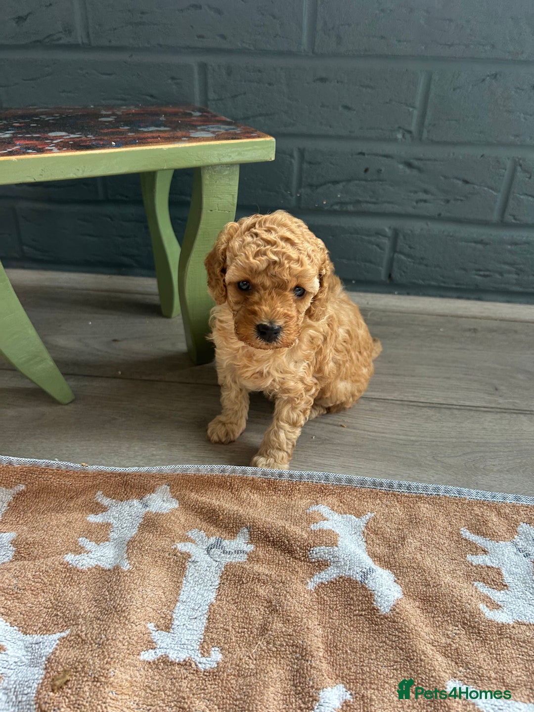 Toy Poodle dogs for sale: Stunning KC reg toy poodles  - Image 4