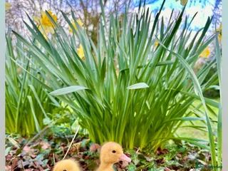 Ducks poultry for sale: Female Ducklings in a range of breeds - Advert 1