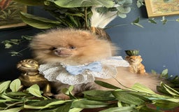 Pomeranian dogs for sale: Stunning pick of the litter Pomeranian Boy - Image 13