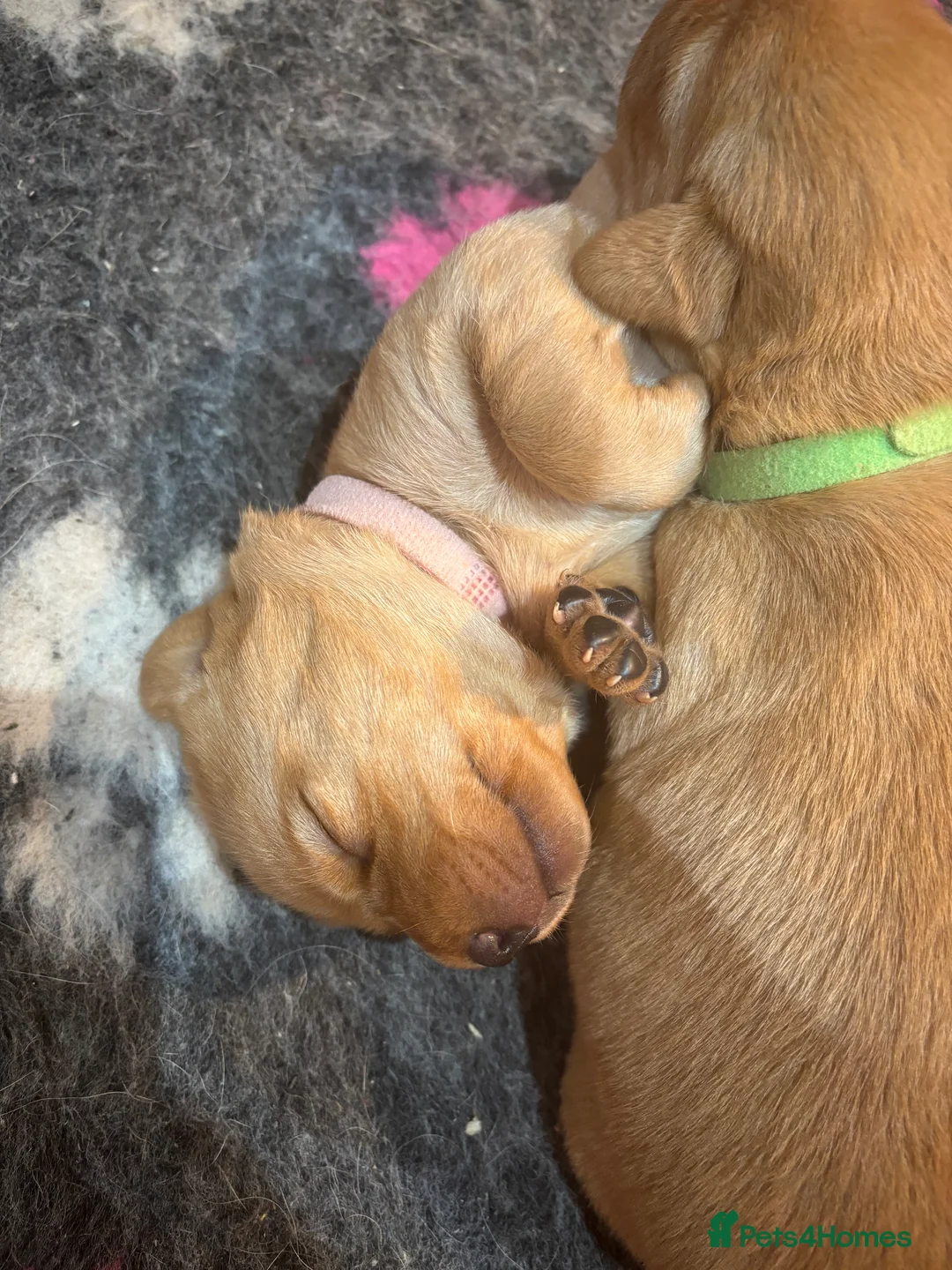 Labrador Retriever dogs for sale: Beautiful Labrador Puppies - Advert 6