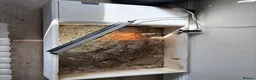 Tortoise reptiles for sale: Female Horsefield Tortoise  in Nottingham - Advert 3