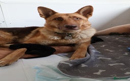 German Shepherd dogs for sale: Health Tested German Shepherd Available! 🐾🖤 - Image 5