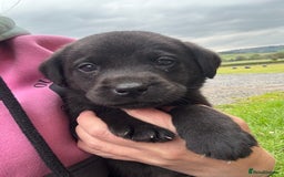 Labrador Retriever dogs for sale: Stunning Black Labrador Puppies KC Parents  - Image 23