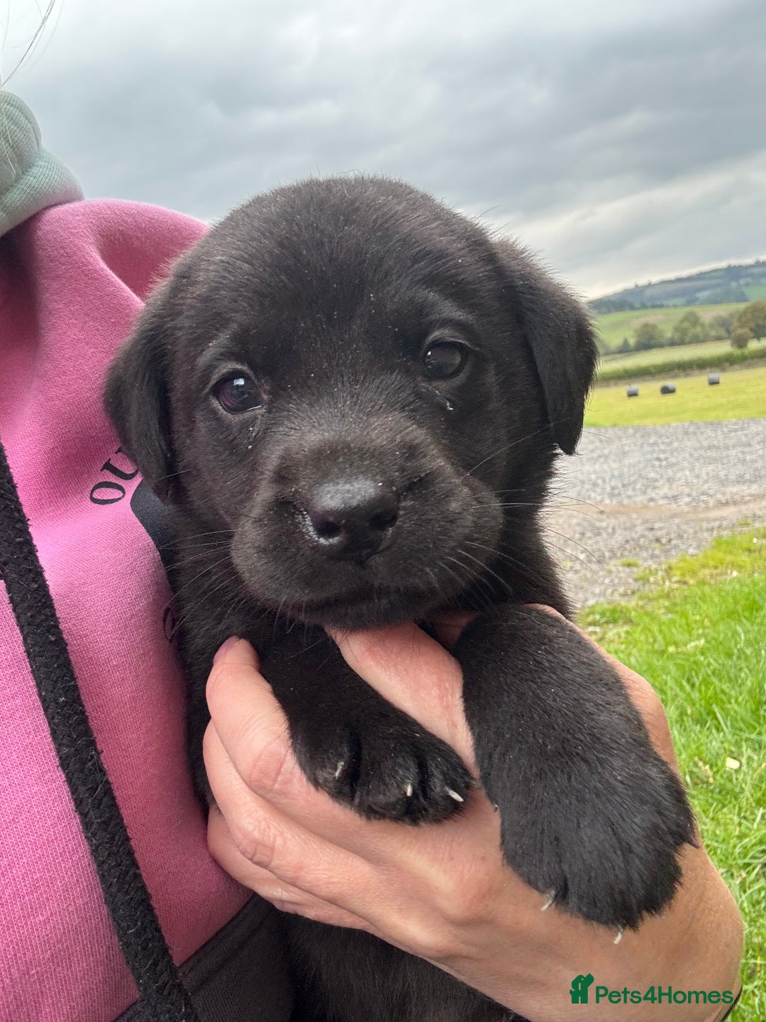 Labrador Retriever dogs for sale: Stunning Black Labrador Puppies KC Parents  - Image 23