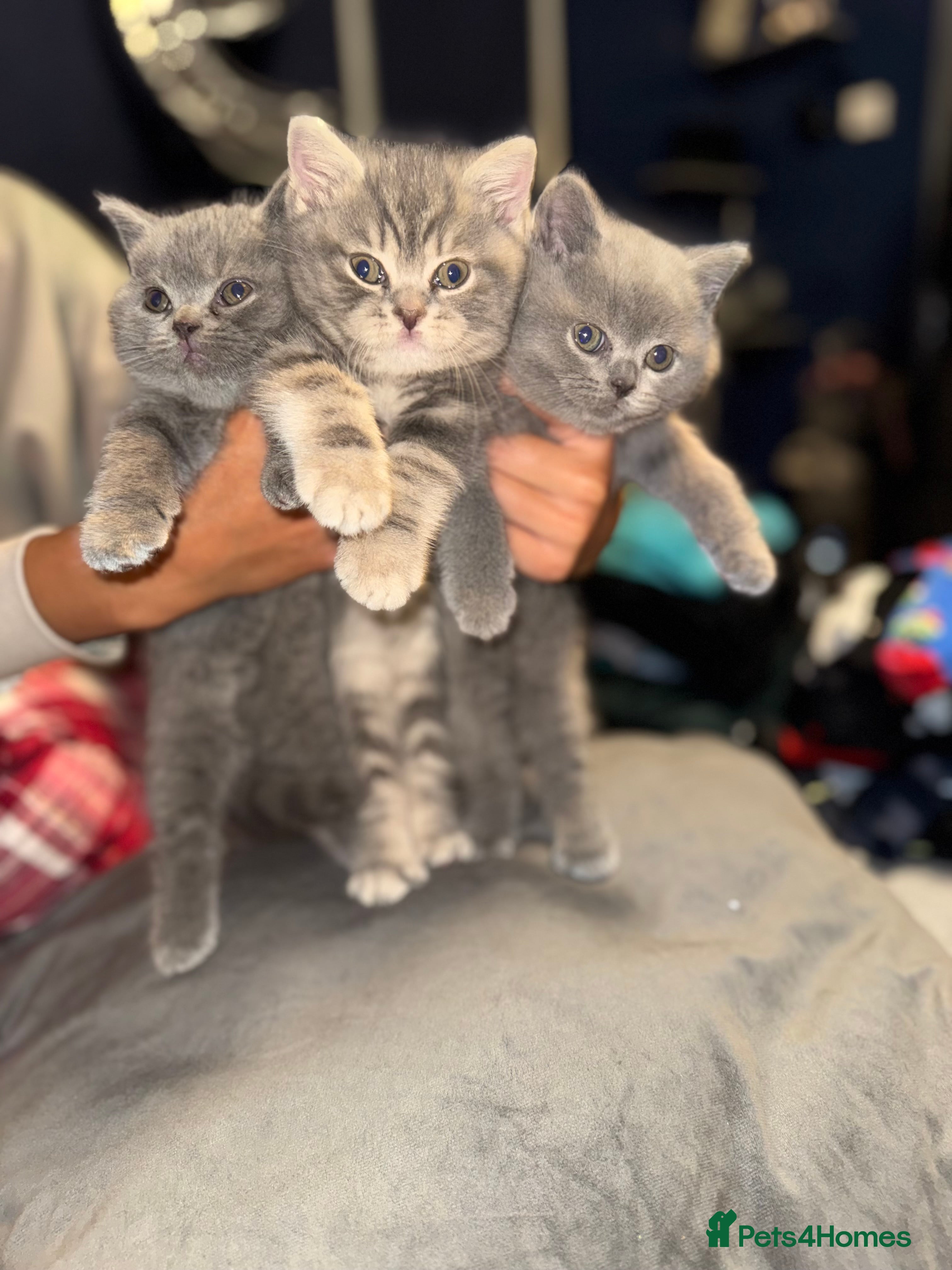 British Shorthair cats 👉 British Shorthair Kittens – Ready 14 Feb - Advert 16