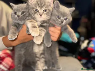 British Shorthair cats 👉 British Shorthair Kittens – Ready 14 Feb - Advert 16