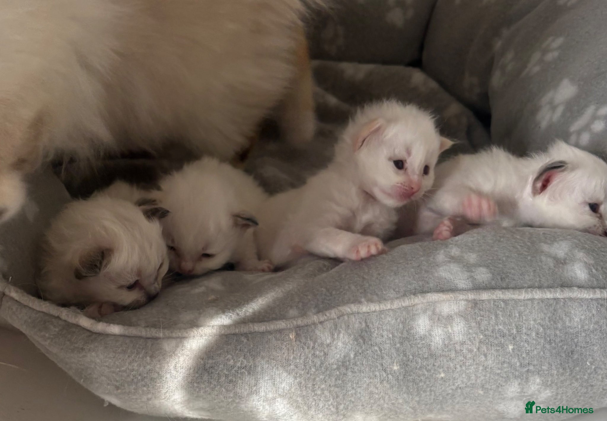 Birman cats Adorable GCCF registered Birman kittens  - Advert 1