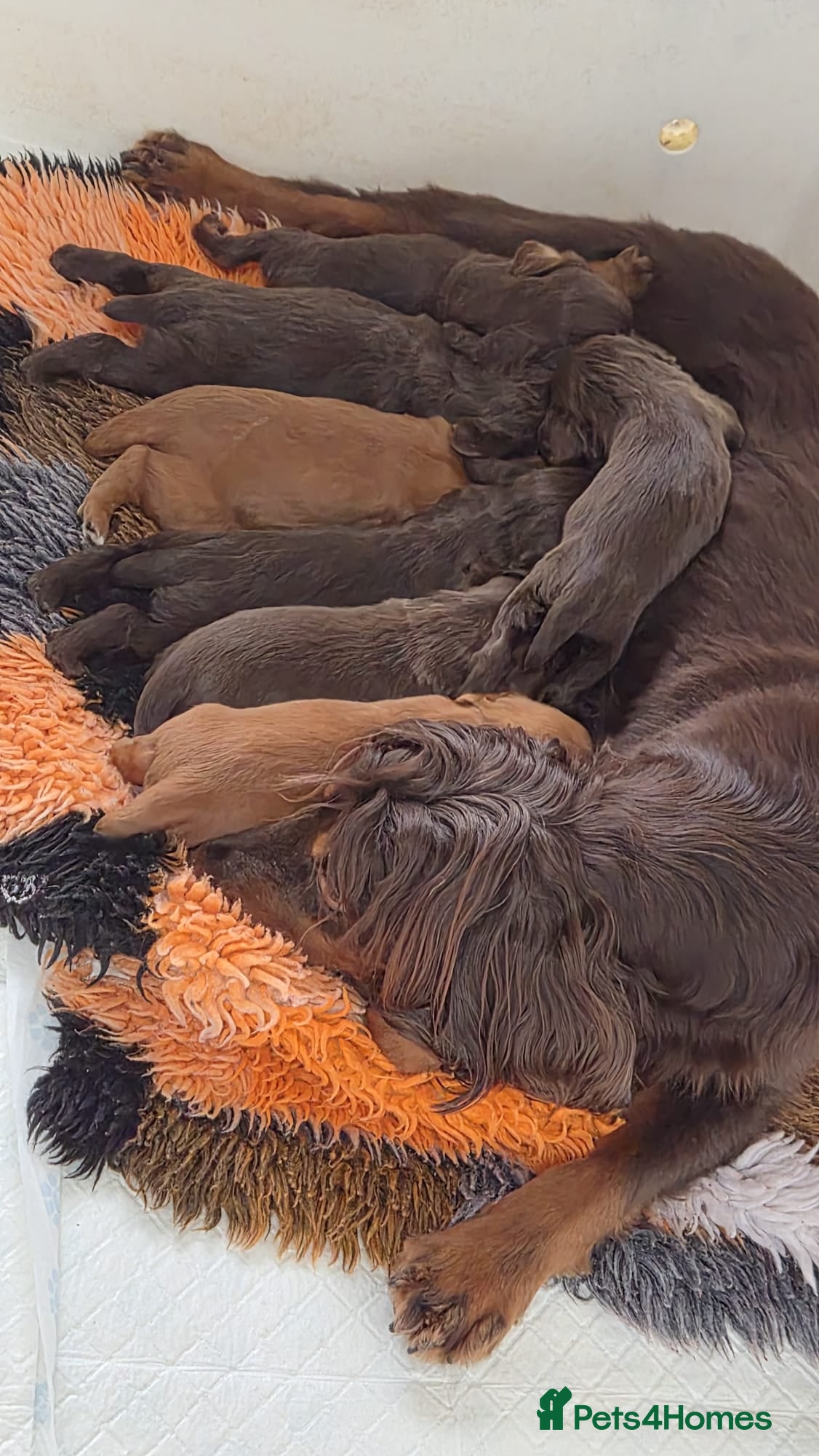 Cocker Spaniel dogs KC Registered Working Cocker Spaniels - Advert 2