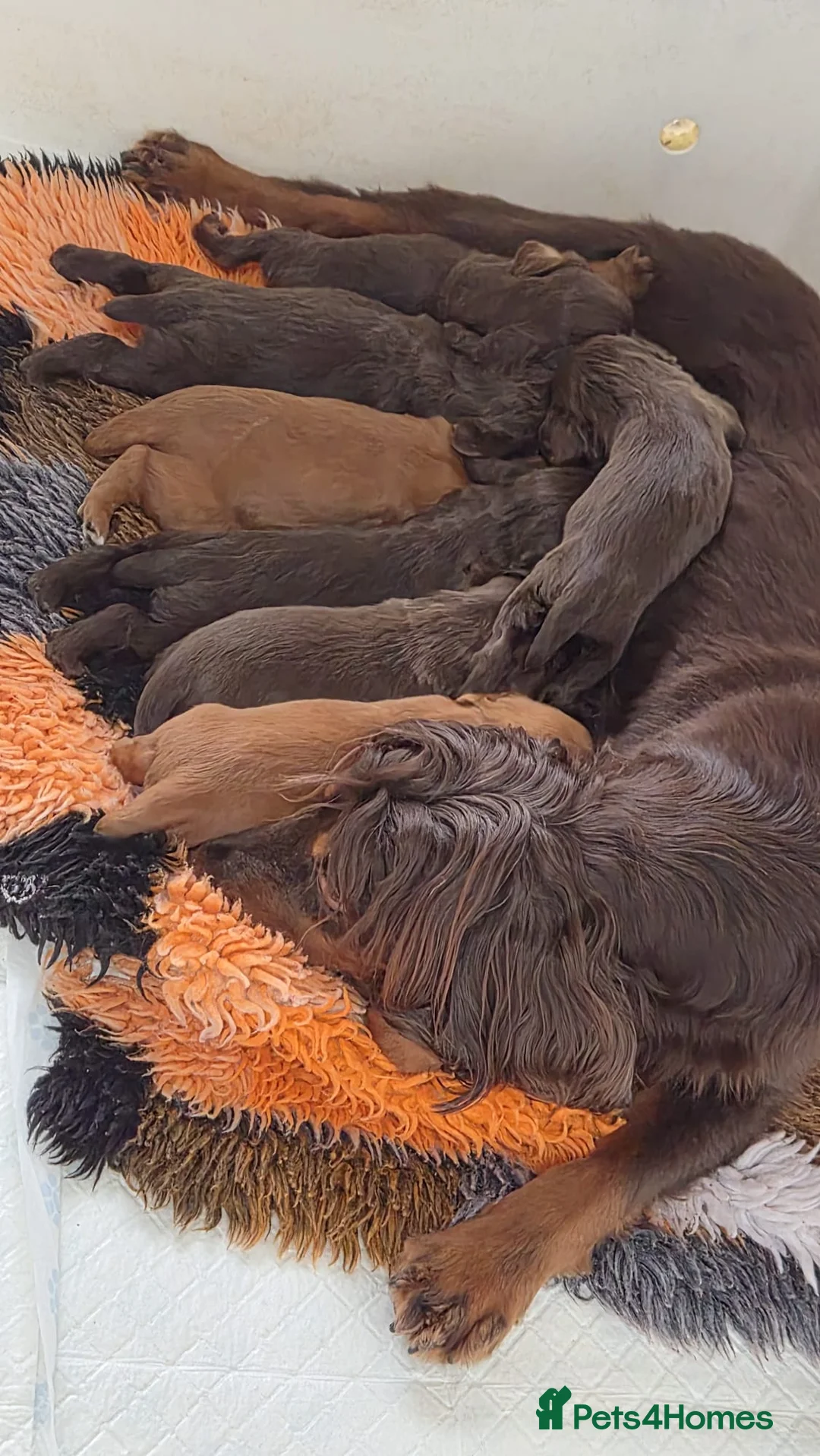 Cocker Spaniel dogs for sale: KC Registered Working Cocker Spaniels - Advert 1