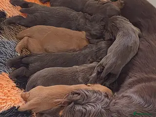 Cocker Spaniel dogs KC Registered Working Cocker Spaniels - Advert 1