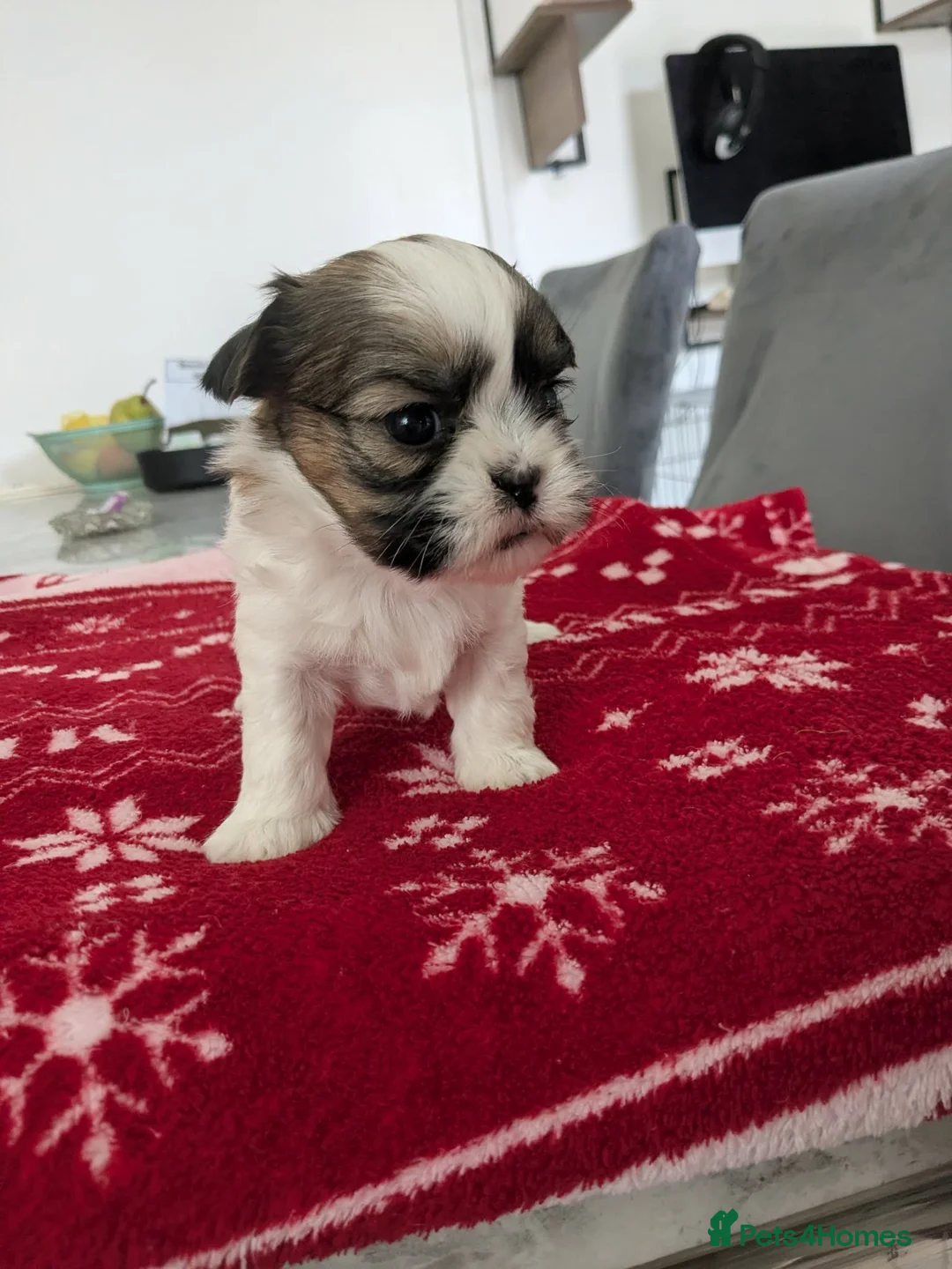 Shih Tzu dogs for sale: Shih tzu puppies  in Darwen - Advert 7