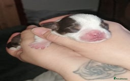 Mixed Breed dogs for sale: Bulldog x Mini Dachund - Image 7