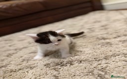 British Longhair cats for sale: 1 female cat and 1 kitten for sale  - Image 4