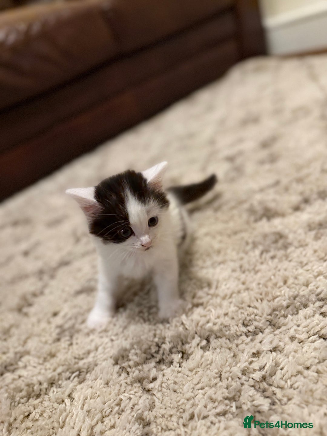 British Longhair cats for sale: 1 female cat and 1 kitten for sale  - Image 4