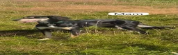 Saluki dogs for sale: Saluki puppies  - Advert 6