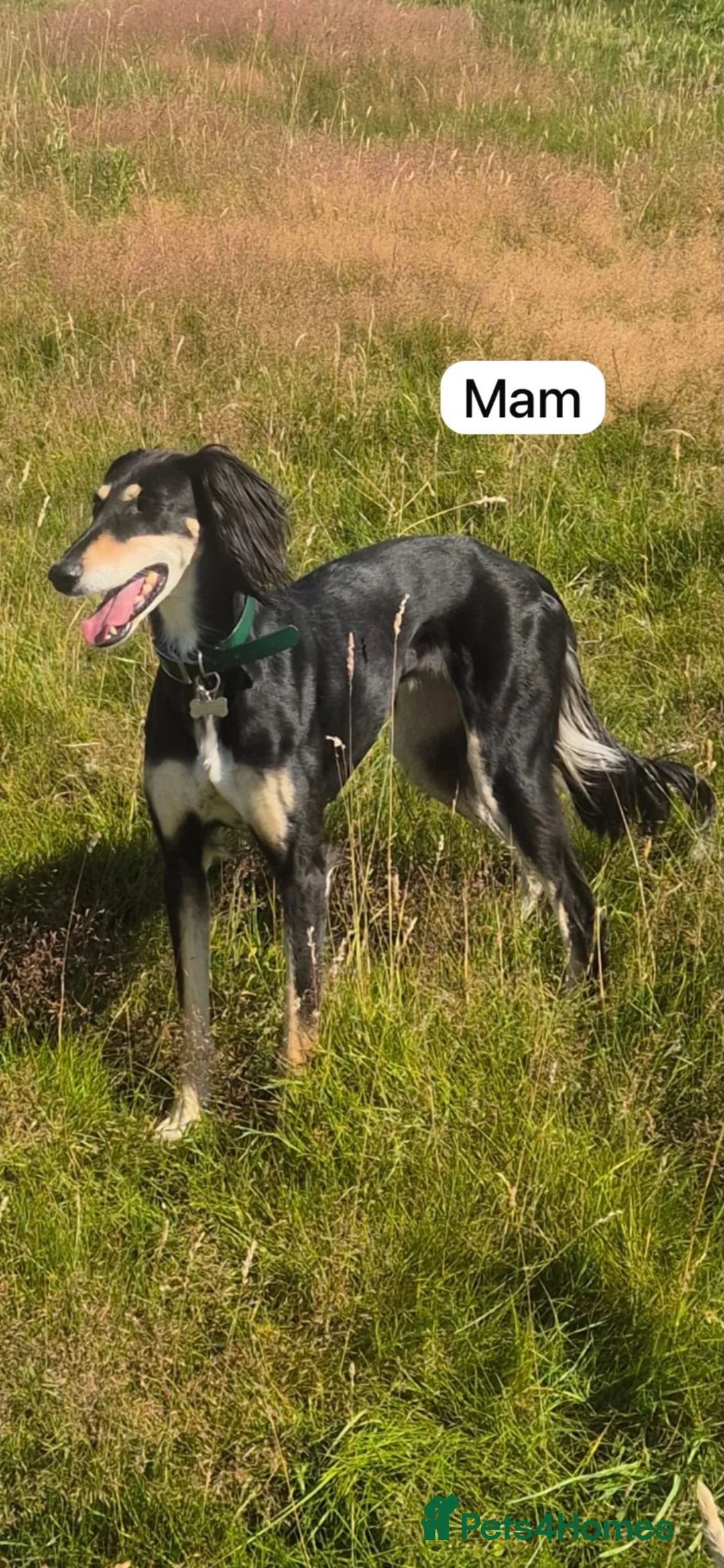 Saluki dogs for sale: Saluki puppies  - Advert 6